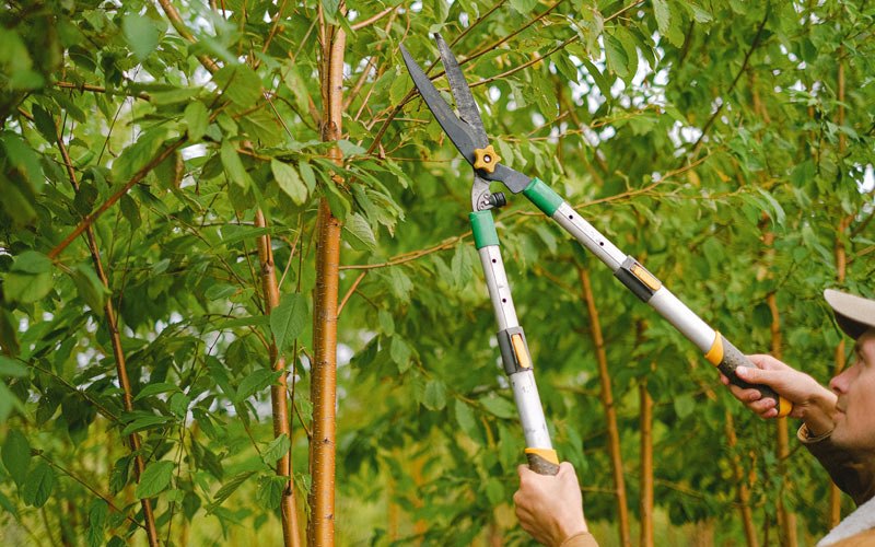 Tree trimming in Paw Paw, MI