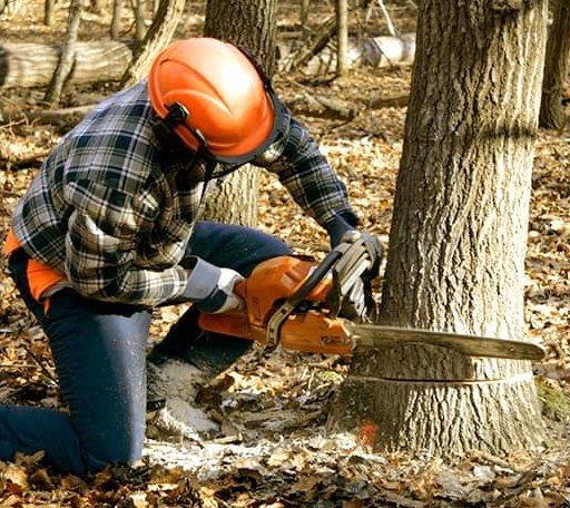 Tree Removal in Paw Paw, MI